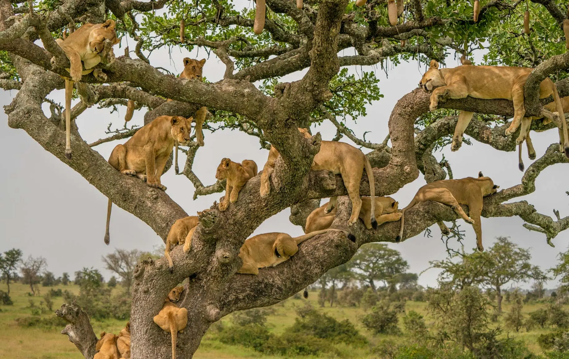 Tarangire Ngorongoro collection photo 2